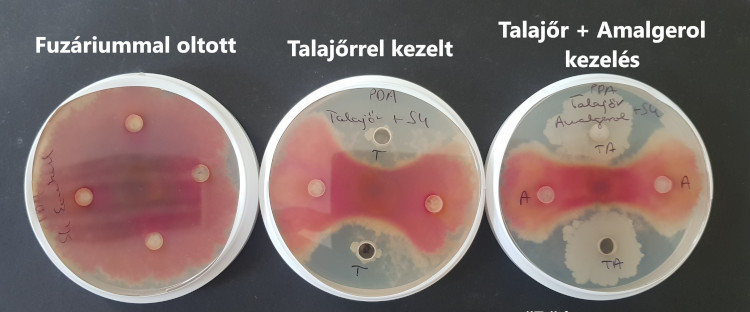 Fuzárium kísérlet