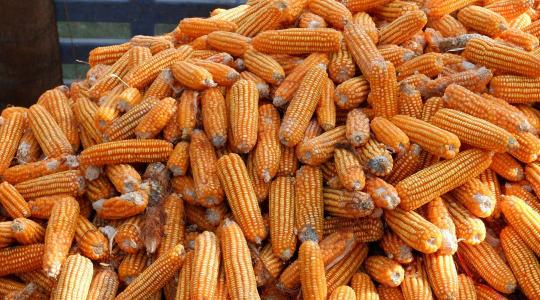 Forradalmi újítás, amellyel csökkenthető az aflatoxin fertőzés