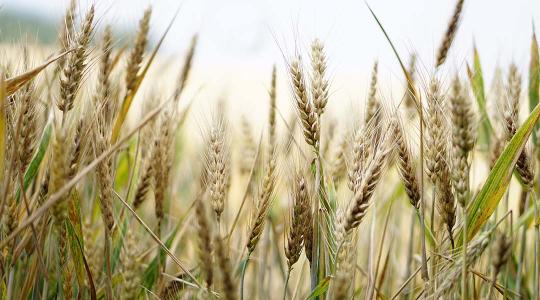 Rettentő alacsonyan áll a búza és a kukorica ára – lehet még rosszabb? 