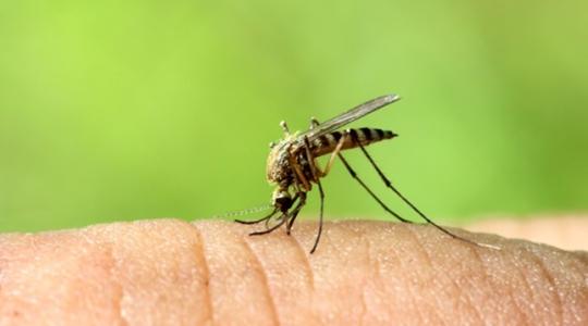 A klímaváltozás lesz a szúnyogok végzete?