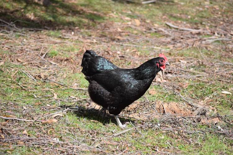 Australorp