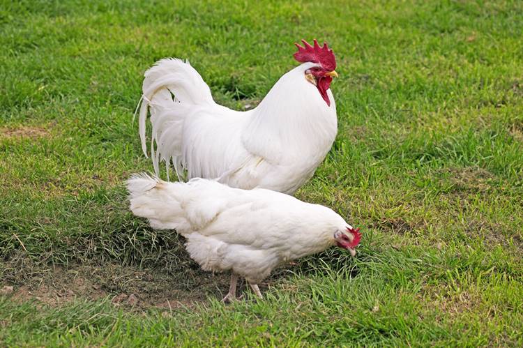 leghorn