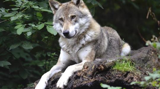 Újabb lépés történt a farkasok védettségi státusa ügyében