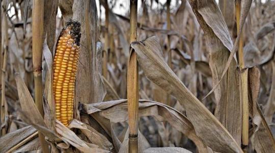 Toxinos kukorica: az Agrárminisztérium cáfol és pánikkeltésről beszél