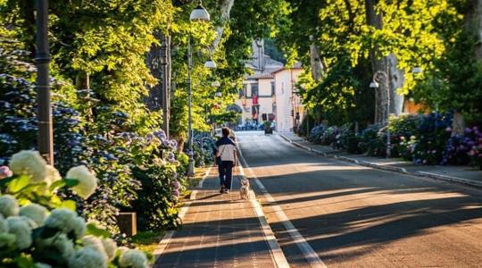 Ingatlantulajdonosok figyelmébe: kié a közterületre ültetett fa?