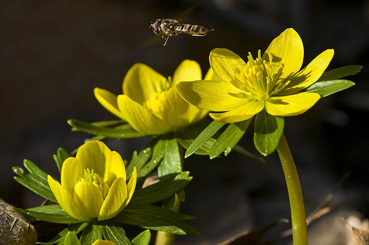 Virágzik a téltemető (Eranthis hyemalis) a debreceni Nagyerdő parkerdei területén 2024. február 7-én