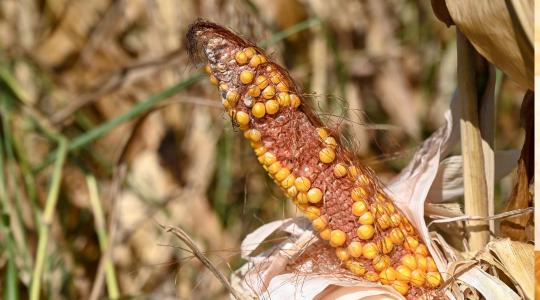 500 kg kukorica hektáronként? Túlélésért küzdenek a gazdák