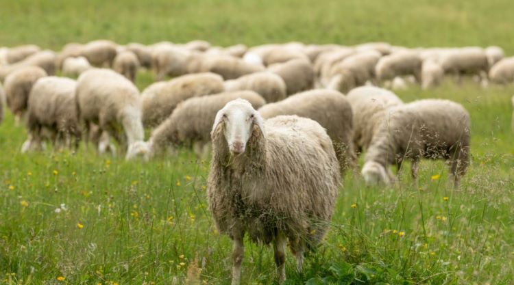 Vissza nem térítendő támogatás a súrlókór megelőzéséhez a juh- és kecsketartók számára