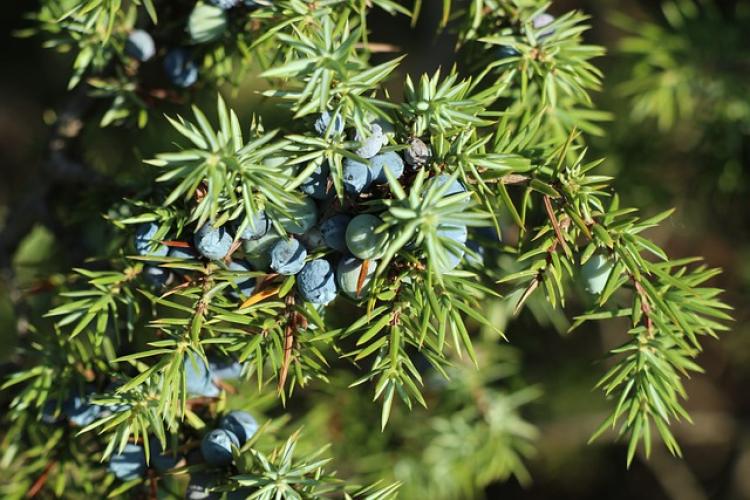 Juniperus media Pfitzeriana Glauca