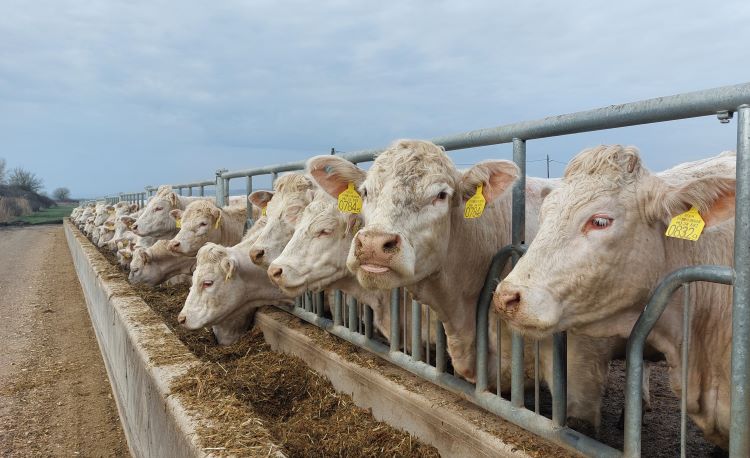 Charolais húsmarha