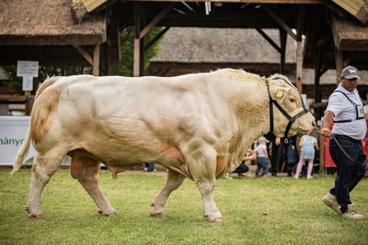 Charolais marha