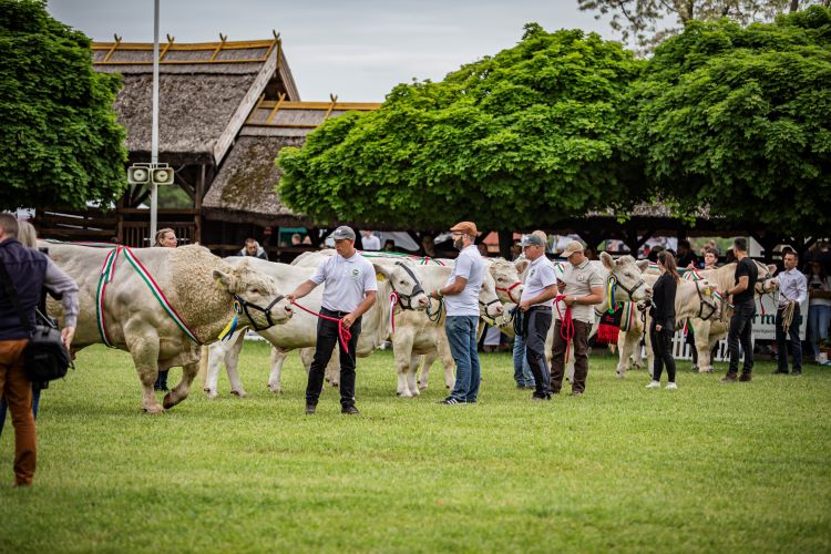 charolais