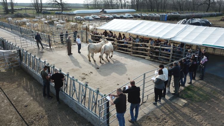 charolais