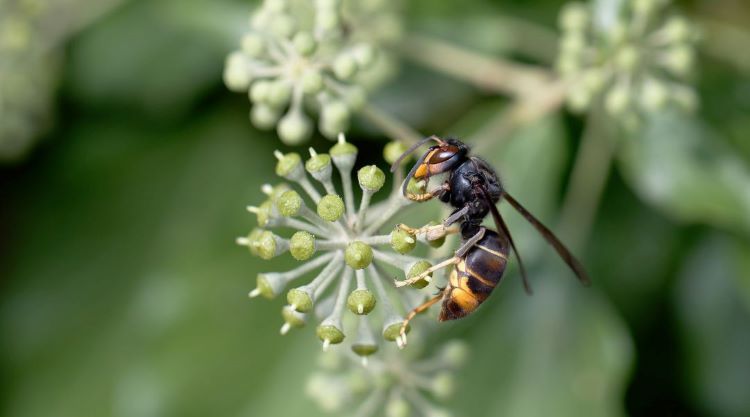 Egyre jelentősebb az ázsiai lódarázs (Vespa velutina nigrithorax) inváziója Európában