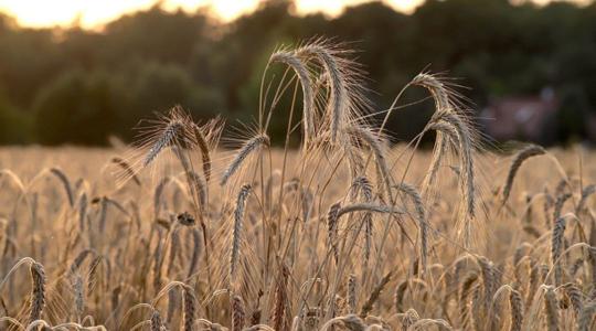 Ukrán agrárium: 83 milliárd dolláros indirekt kárt okozott a háború