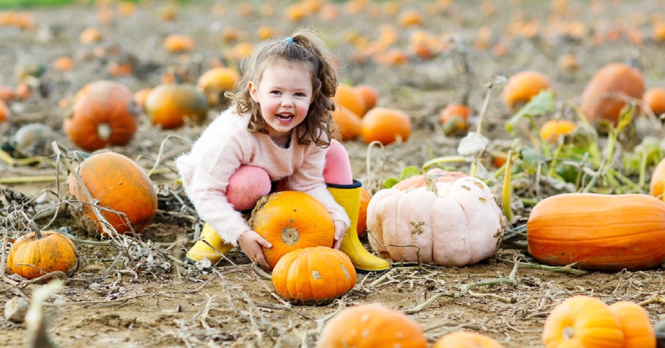 halloween tök sütőtök tök