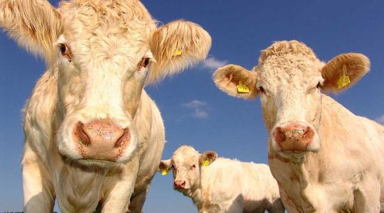 A hollandok kitalálták: csökkentik a tehenek számát, de nő a tejtermelés