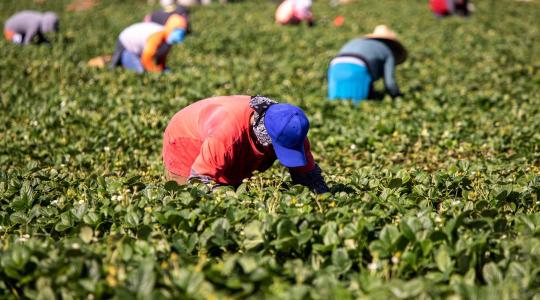 Agrárvállalkozó használt ki illegális migránsokat