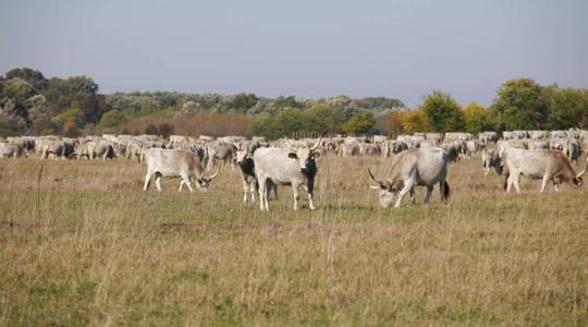 Mit tanulhatunk a modern világban a puszta hagyományaiból, a pásztorok bölcsességéből? 