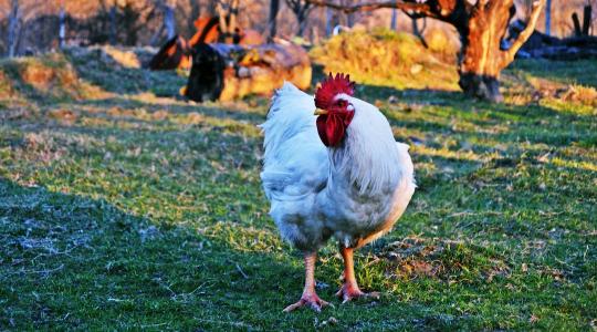 Az évszázad lopása: 133 tonna csirkét vittek el egy telepről