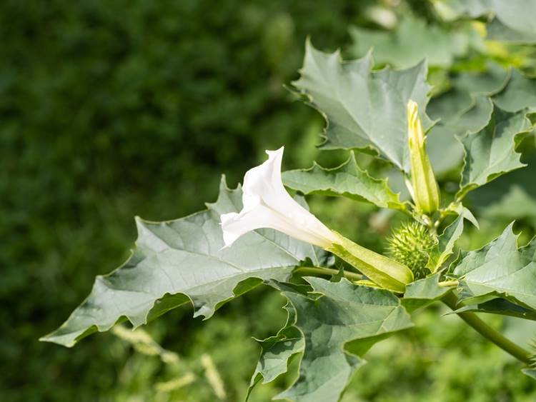 Datura stramonium