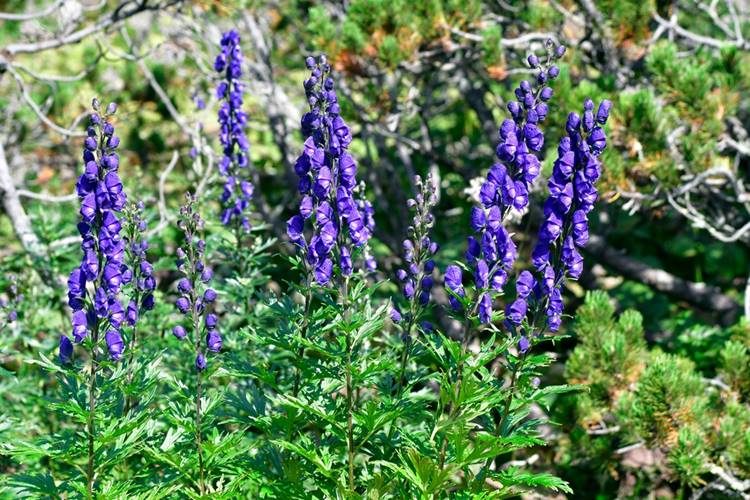 Aconitum napellus