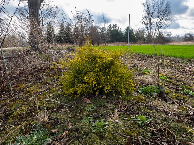 Chamaecyparis pisifera 'Sungold