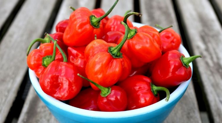 Génszerkesztéssel csökkentették a habanero paprika erősségét