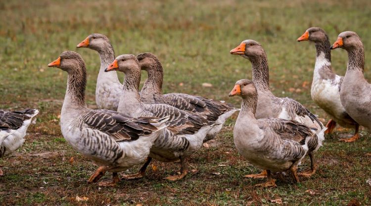 A libatermékek iránti kereslet hazánkban elsősorban néhány ünnephez kapcsolódik