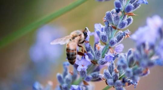 Biotermesztés könnyebben, mint gondolnád – Mi a titok?