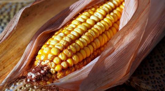 Növénytermesztők réme: az aflatoxin