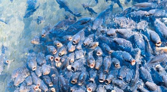 Nehézségekkel küzd a hazai halászati ágazat
