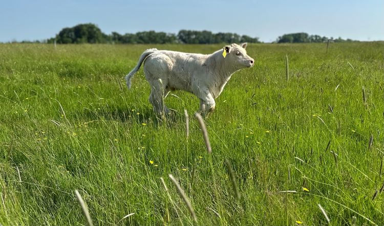 charolais