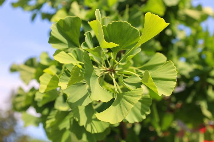 ginkgo biloba