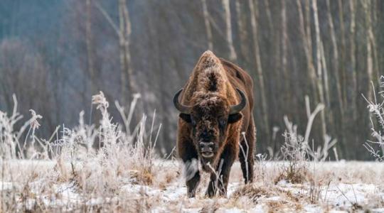 Miért lenne kulcsfontosságú a bölények visszatelepítése?