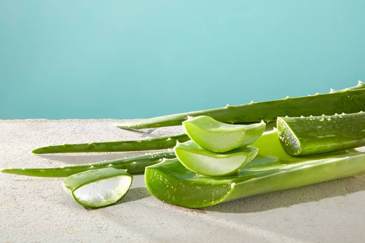 aloe vera