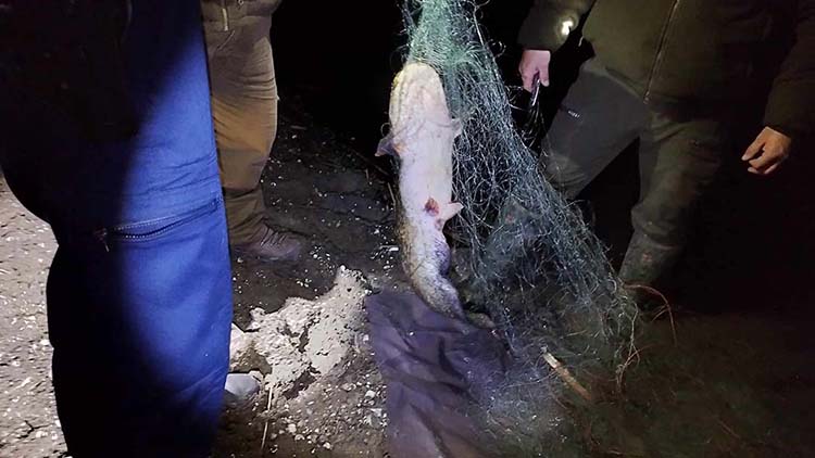 Az orvhalászok hálóiban három folyami harcsát, nyolc balint, egy amúrt és egy keszeget találtak