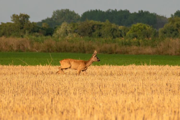 vadkár