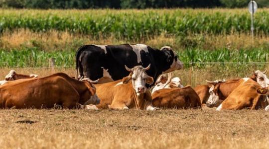 Jobb az óvatosság: Európában újra felbukkant a rettegett betegség