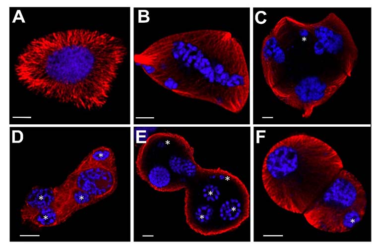 A hőérzékeny búzafajta mikrospóráira jellemző, stressz okozta rendellenességek. Normális szerkezet (A), háromoldali szimmetria (B, C), szét nem vált utódsejtek (C–E) és egyenlőtlen sejtosztódás (F). A kék szín a sejtmagot (kromatin), a piros a sejtvázat (mikrotubulusok) jelöli. Csillag: sejtmagtöredékek. A jelölő csíkok 5 mikrométernek felelnek meg
