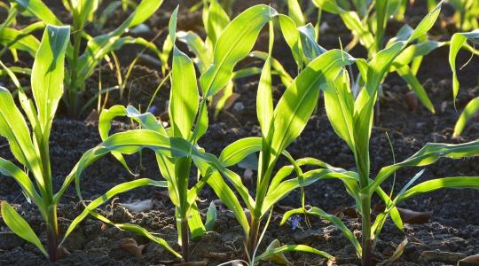 A Corteva tovább bővíti herbicidportfólióját Magyarországon