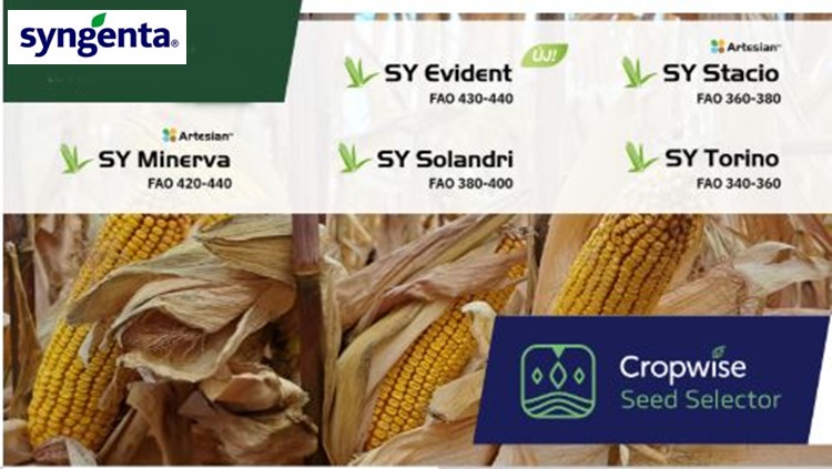 syngenta