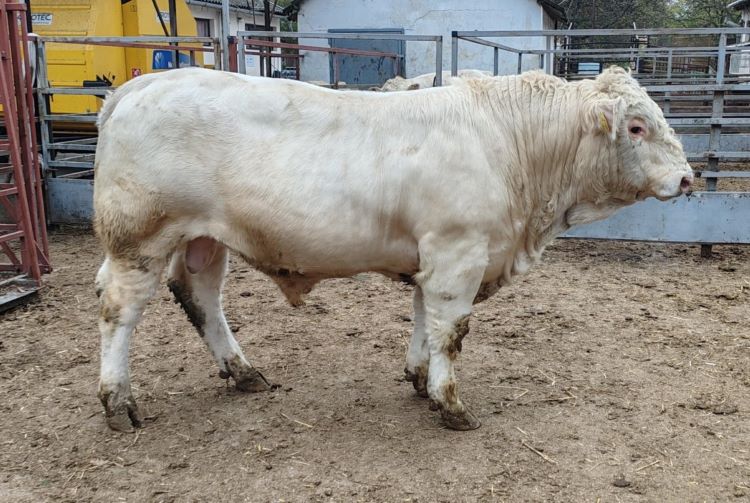 charolais