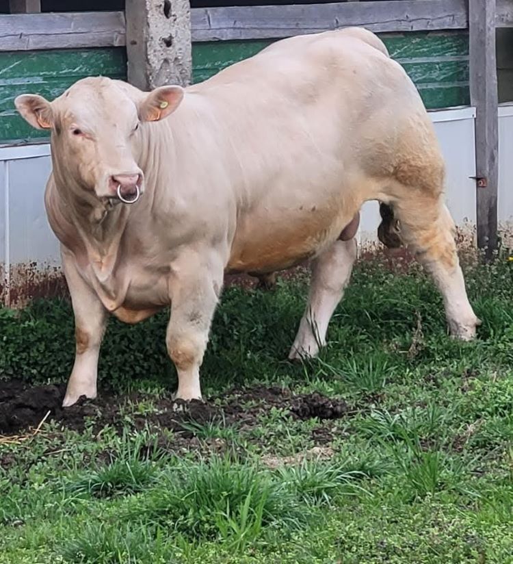 charolais