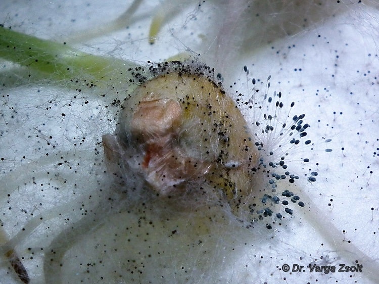 hernyókártétel következtében kialakult Fusarium spp. fertőzés kukoricacsövön