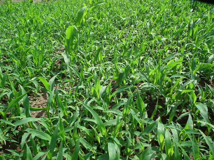 A Panicum miliaceum erős gyomborítása kukoricában május végén