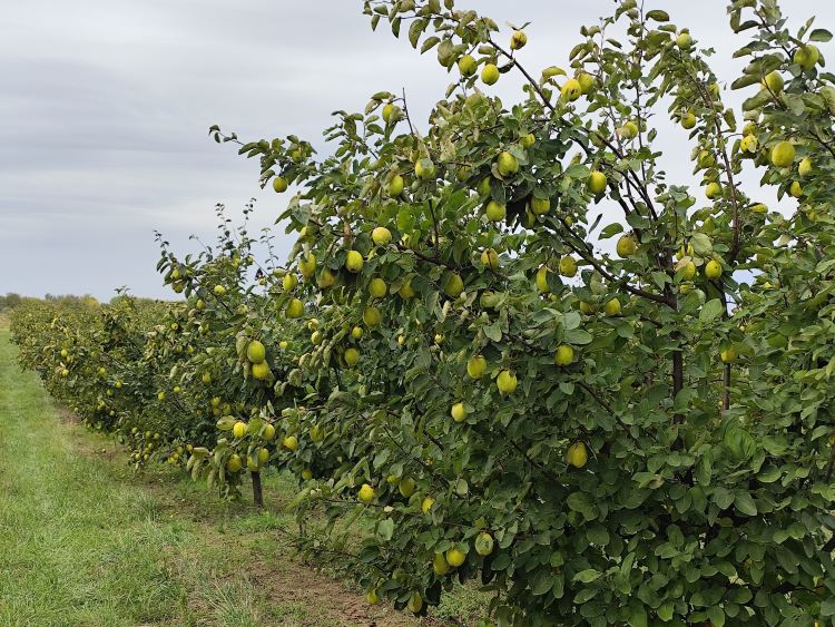 Bükkábrányi Birs, Jakab János