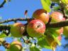 Különleges biogél hosszabbítja meg a gyümölcsök eltarthatóságát