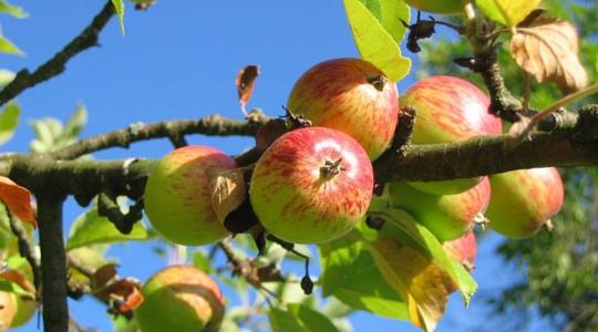 Különleges biogél hosszabbítja meg a gyümölcsök eltarthatóságát