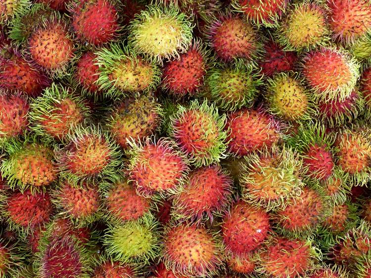 rambután